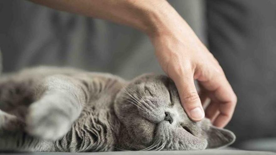 ¿Cómo afecta nuestra ansiedad y angustia a perros y gatos?