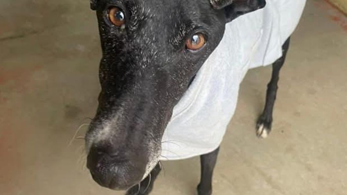 Santi espera que una familia lo adopte