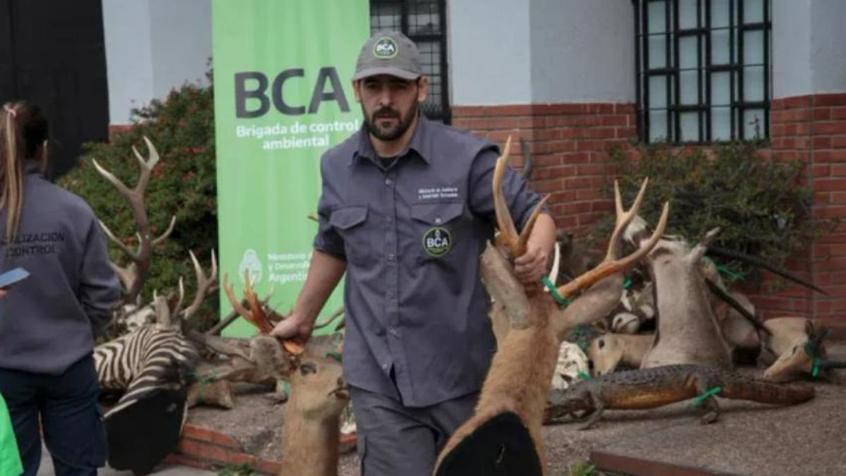 El argentino que desmanteló una red de caza ilegal y tráfico de fauna recibirá un importante premio mundial