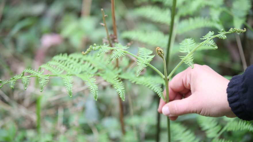 Helechos en Urdaibai