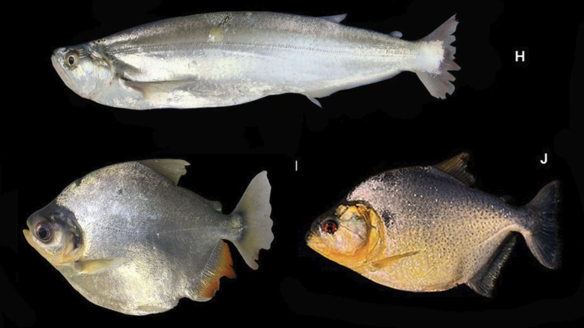 El registro establece un punto de partida para medir cambios y permite plantear medidas de control