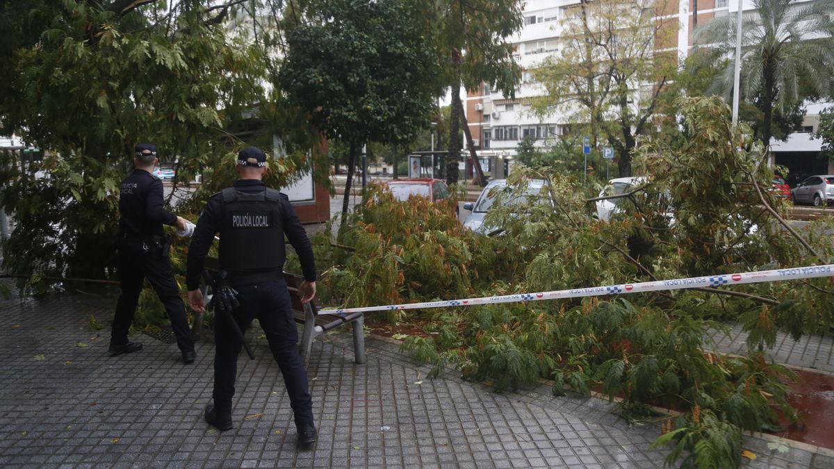 El temporal provoca las caídas de árboles, postes eléctricos y placas de una fachada en el Sector Sur