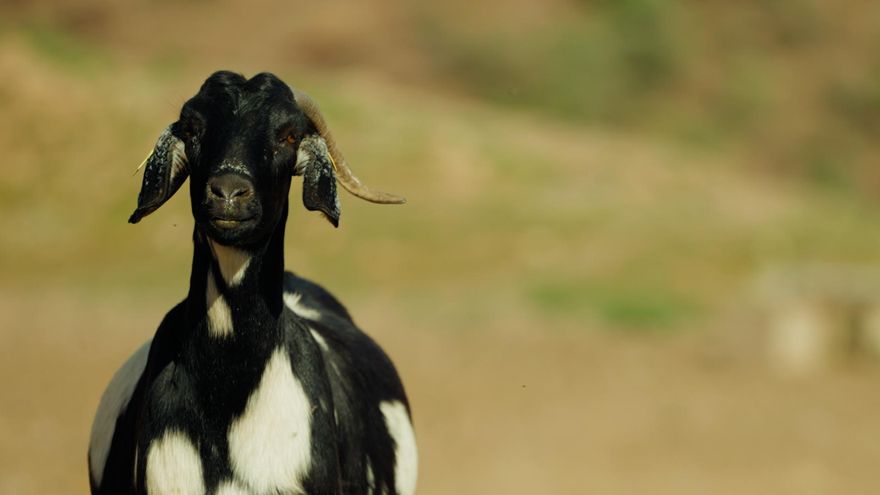 Una imagen de “La crisis de la ganadería”, el programa de 'Informe Trópico' de este domingo