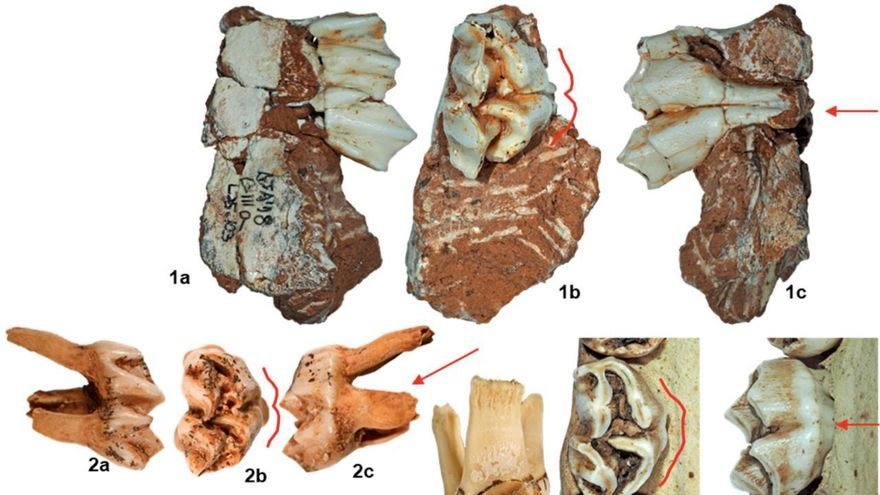 Hallan en Atapuerca el fósil de reno más antiguo y meridional de Eurasia: reescribe la historia de la fauna glacial en España