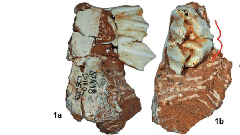 Hallan en Atapuerca el fósil de reno más antiguo y meridional de Eurasia: reescribe la historia de la fauna glacial en España