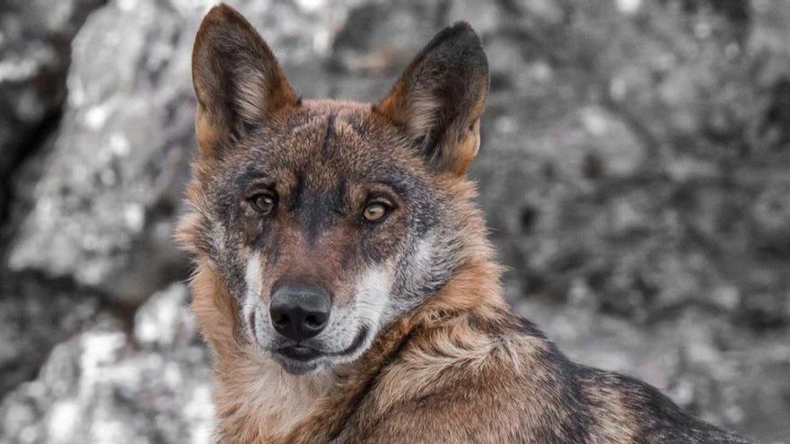 La Universidad de León y la Junta organizan un simposio internacional que debatirá rebajar la protección del lobo