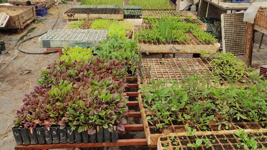 El invernadero de Amayuelas de Abajo.