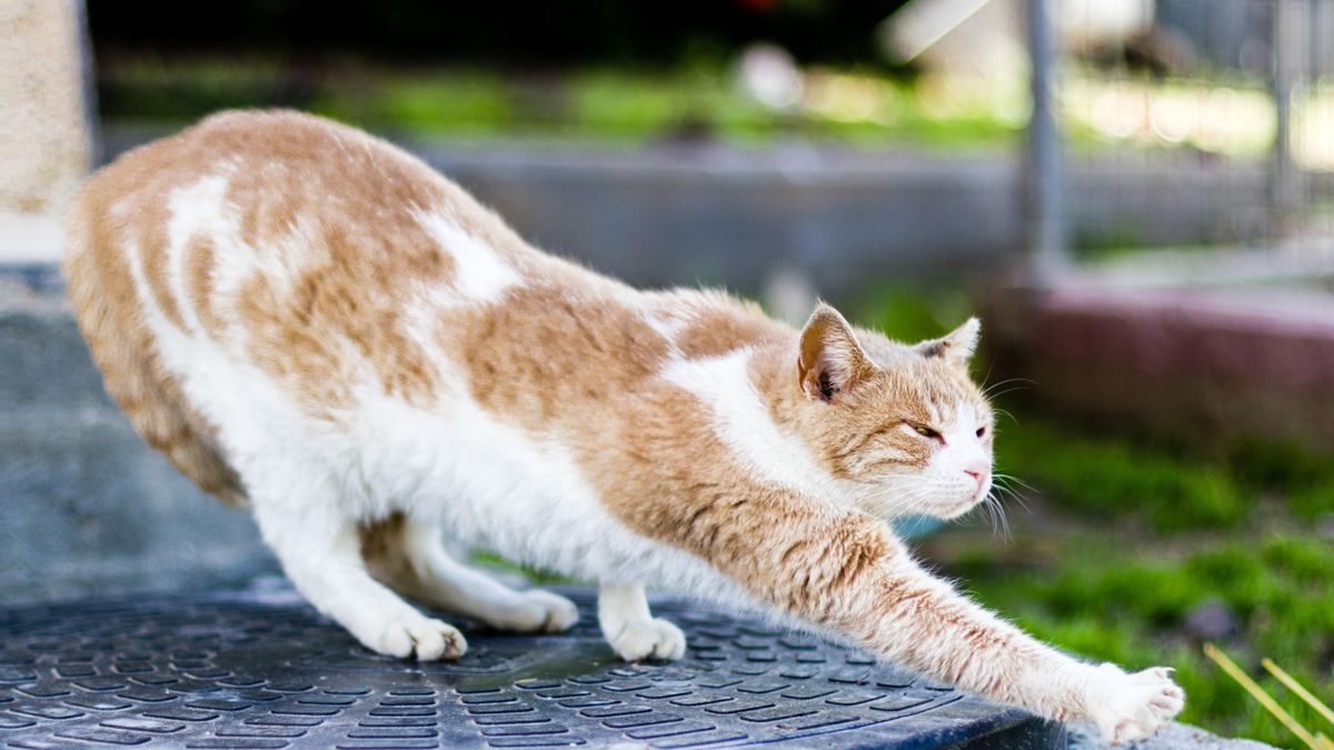 No hay nada como un buen estiramiento.