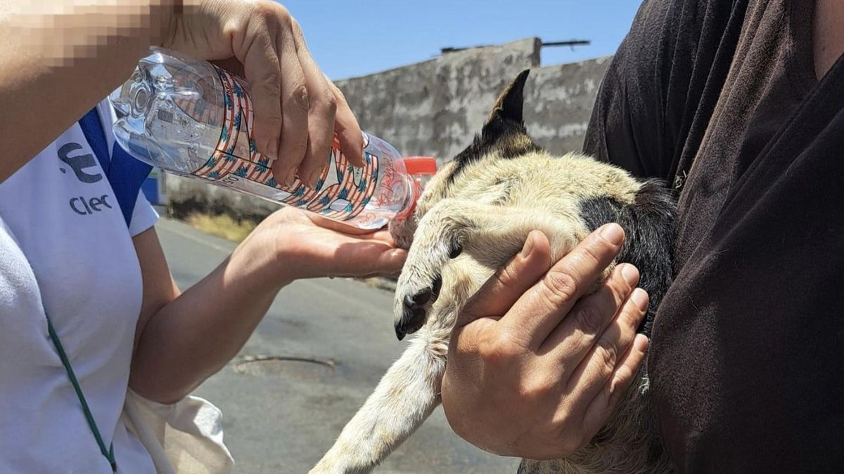 El perro, tras ser rescatado.