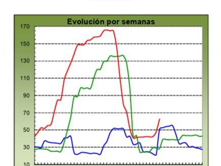 Evolución de los precios medios percibidos por el platanero canario en 2023 (marca azul), 2024 (verde) y 2025 (roja, hasta la semana 39). Fuente: MAPA