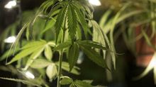 Hombre, con estudios y de clase media: el perfil mayoritario del socio de los clubes de cannabis de Barcelona