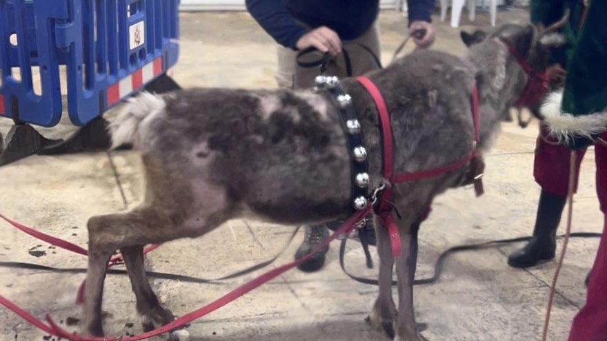 Animales en cabalgatas: un maltrato evidente y un lucrativo negocio