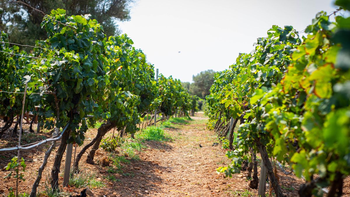 Les vinyes de raïm per a vins negres de Torralba ocupen 25 hectàrees i s'espera que els edificis nous ocupin 15.000 m3, cosa que la convertirien en el celler més gran de l'illa.