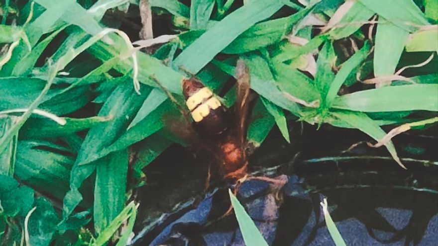 El avispón oriental llega a Córdoba capital