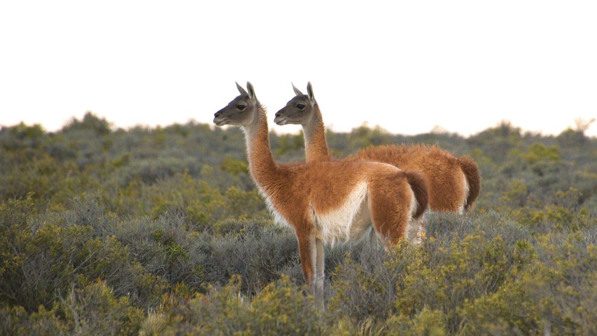 Argentina: el regreso de los guanacos al Gran Chaco reaviva el debate sobre las reintroducciones de fauna silvestre