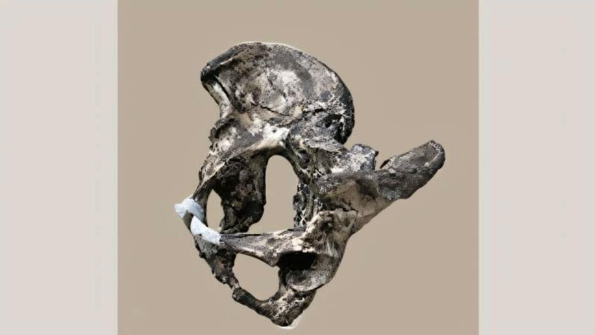 Un estudio descubre que la pelvis de los neandertales varones se parecía más a la de las mujeres actuales