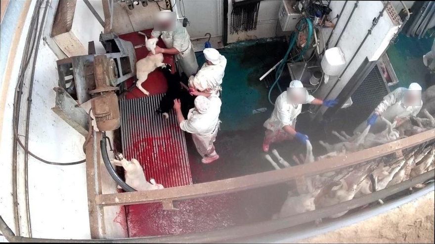 El Parlamento valenciano aprueba instalar cámaras en los mataderos para evitar el maltrato animal