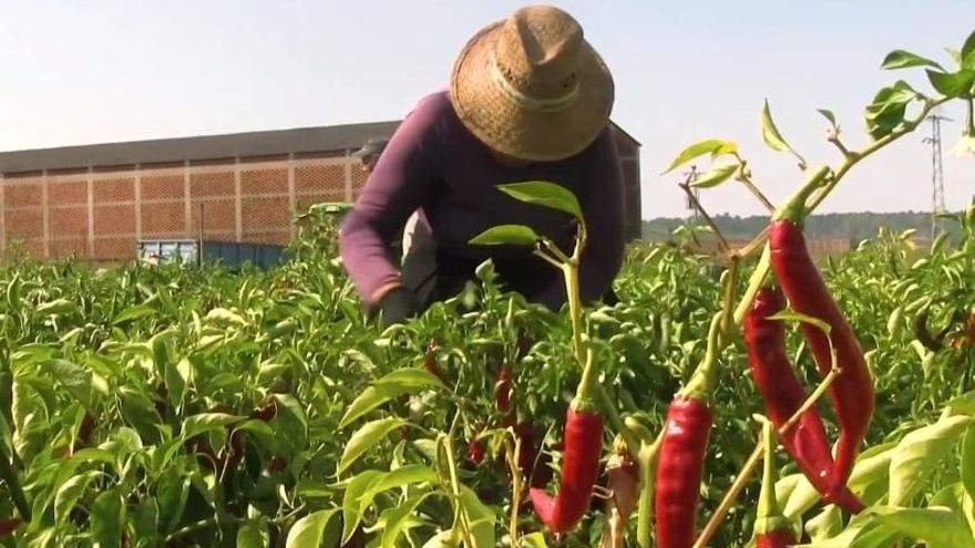 La DO Pimentón de la Vera, protegida por el acuerdo comercial entre la Unión Europea y Japón