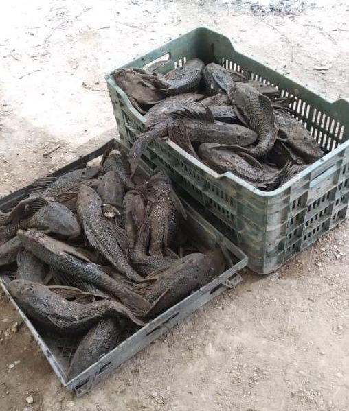 Captura del pez diablo (Pterygoplichthys pardalis) en la Presa Venustiano Carranza, en Coahuila.