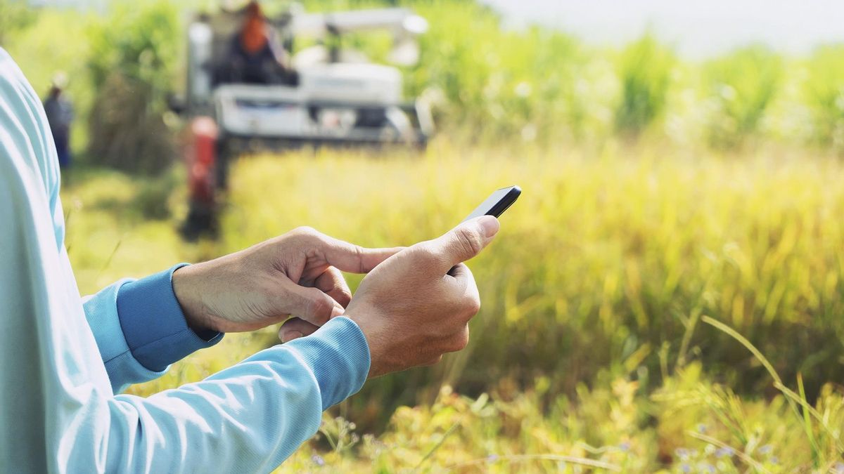 Archivo - Un usuario utilizando su smartphone en el campo