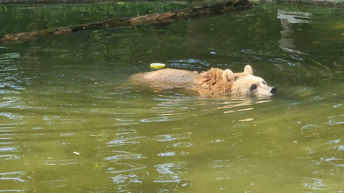 El centro alemán acoge a más de 500 animales de diferentes especies como Luna y Ponderoso