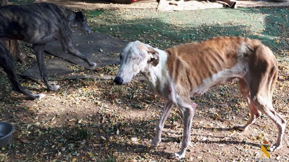 Perro en mal estado encontrado en un refugio de animales de Almería que está siendo investigado