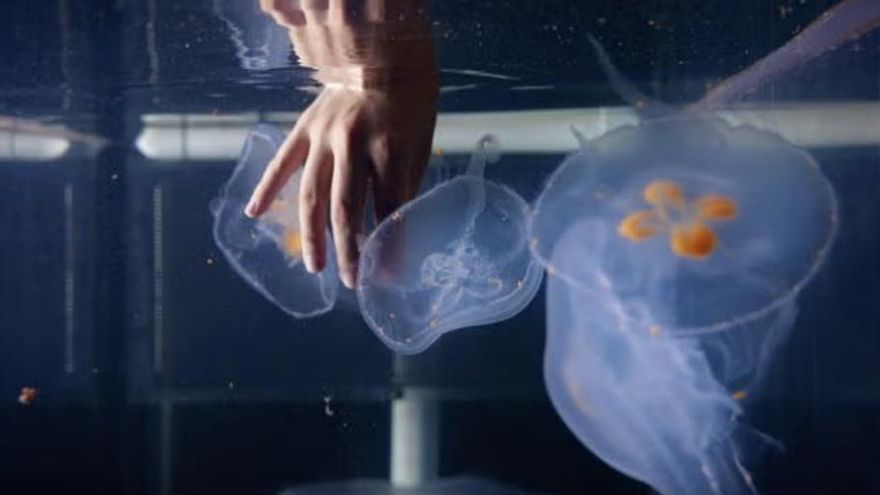 El sorprendente proyecto que convierte a las medusas luna en herramientas vivientes de investigación oceánica