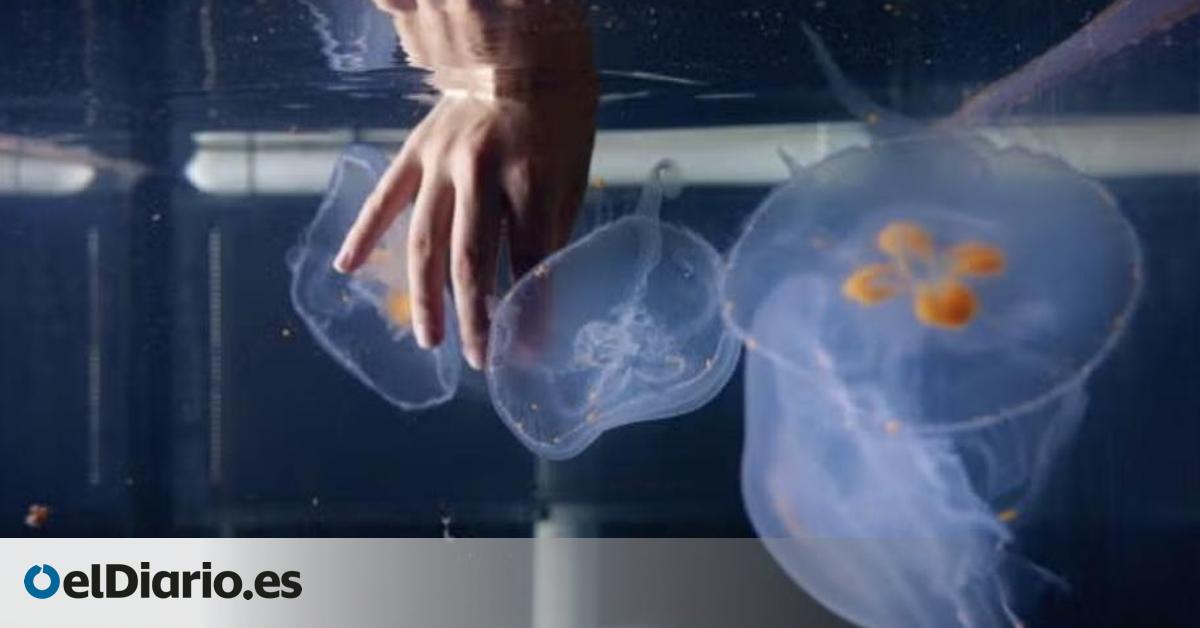 El sorprendente proyecto que convierte a las medusas luna en herramientas vivientes de investigación oceánica