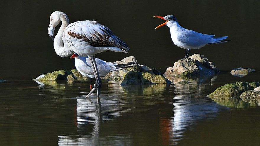 Avistan flamencos en el Guadalquivir a su paso por Córdoba capital