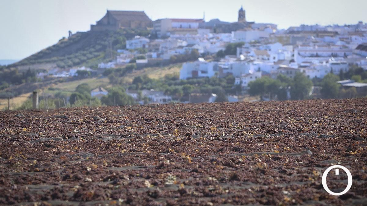 Pasera con uvas y Montilla al fondo