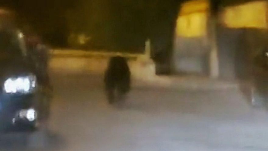 Avistado un oso de madrugada en la ciudad de Ponferrada