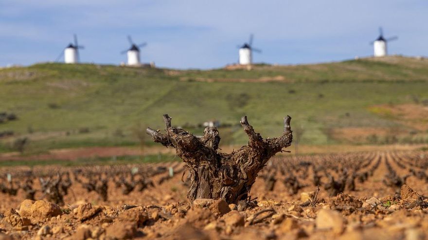 Un viñedo más pequeño en la Mancha que se adapta a la tendencia de beber más vino blanco