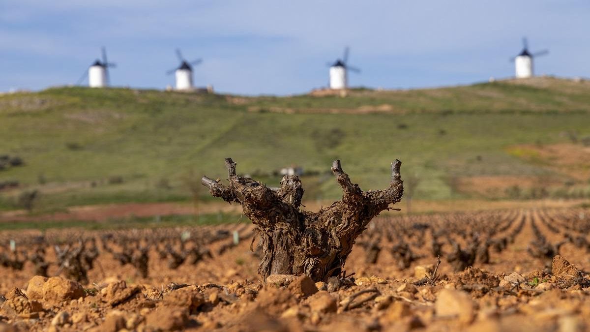 La superficie total de viñedo desciende en La Mancha aunque suben las variedades blancas arrastradas por las tendencias