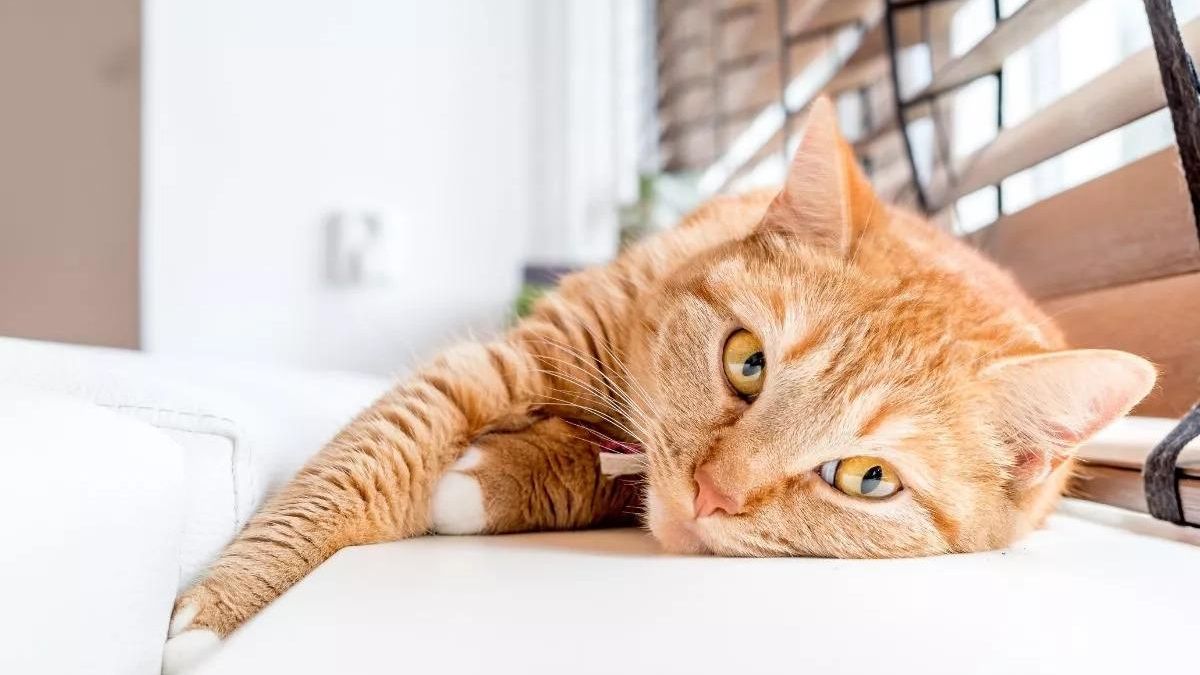 Los gatos españoles son muy caseros
