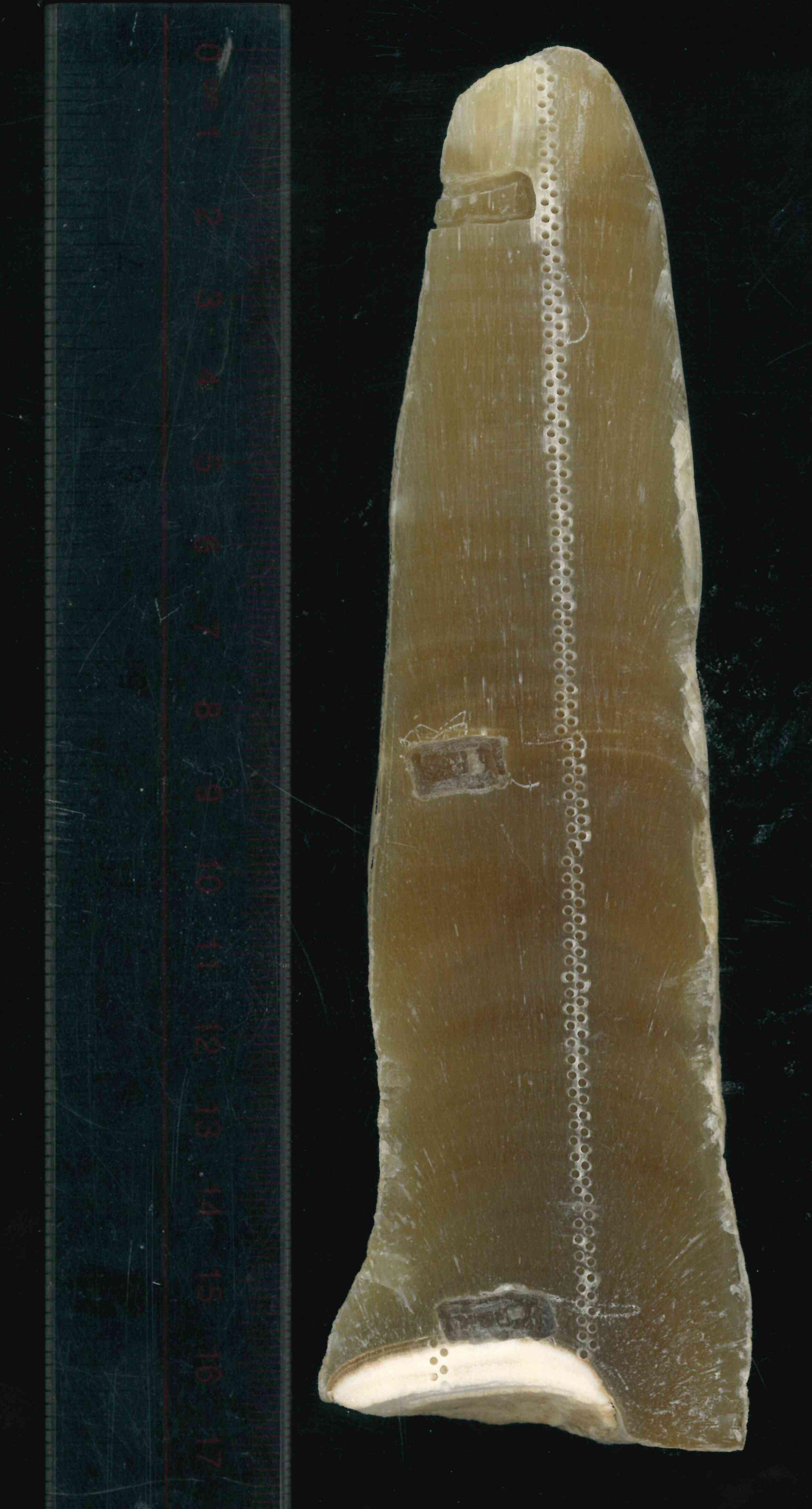 Muestra de estalagmita KR19-3