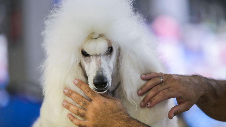 Pasarela de razas: 5.000 perros en busca del "trono" como mejor ejemplar