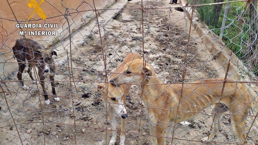 Una fundación denuncia maltrato y abandono de perros de caza en Extremadura