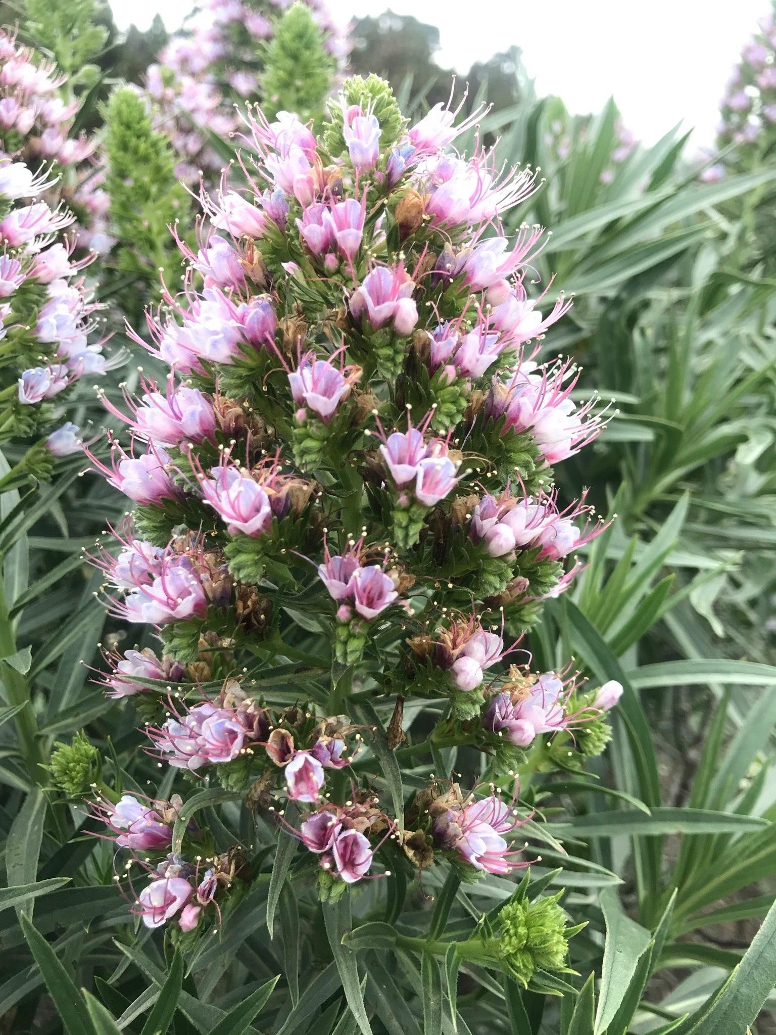 Los colores de los tajinastes son llamativos. JORGE PAIS