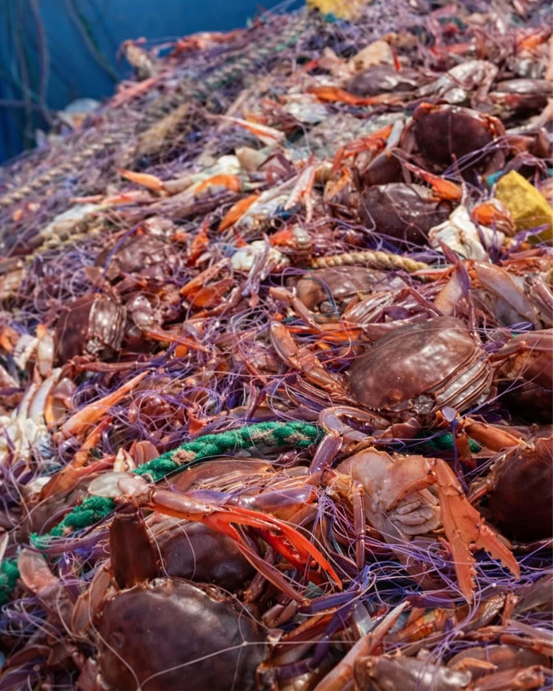 La jaiba morada está vinculada a condiciones oceanográficas cálidas y ya se ha reportado su presencia en Perú y Ecuador. Foto: Instituto Publico de Investigación de Acuicultura y Pesca