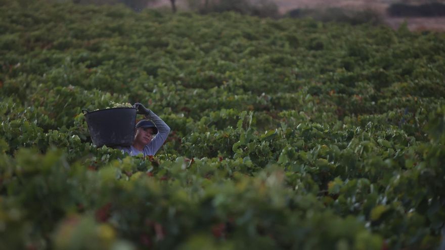 La vendimia se ha adelantado este año en toda Andalucía.