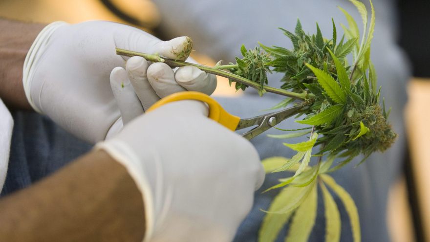 Las farmacias proponen una "prueba piloto" de venta de cannabis medicinal