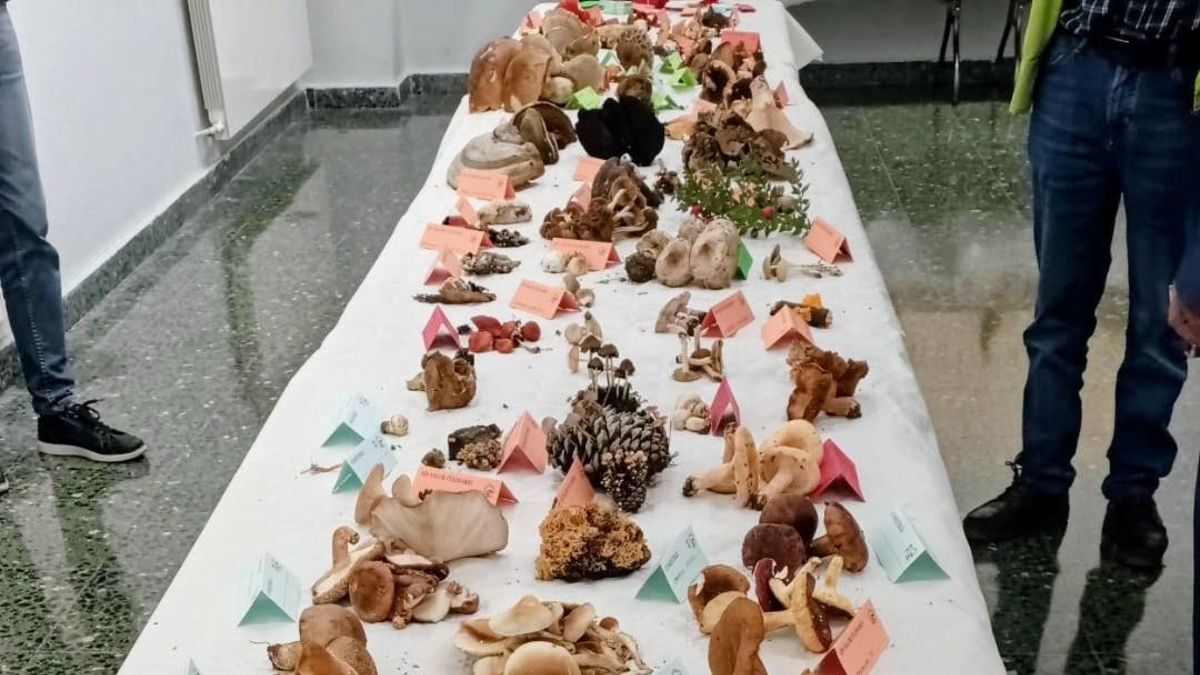 Imagen de archivo de las Jornadas Micológicas del Bierzo de la Asociación Cantharellus.