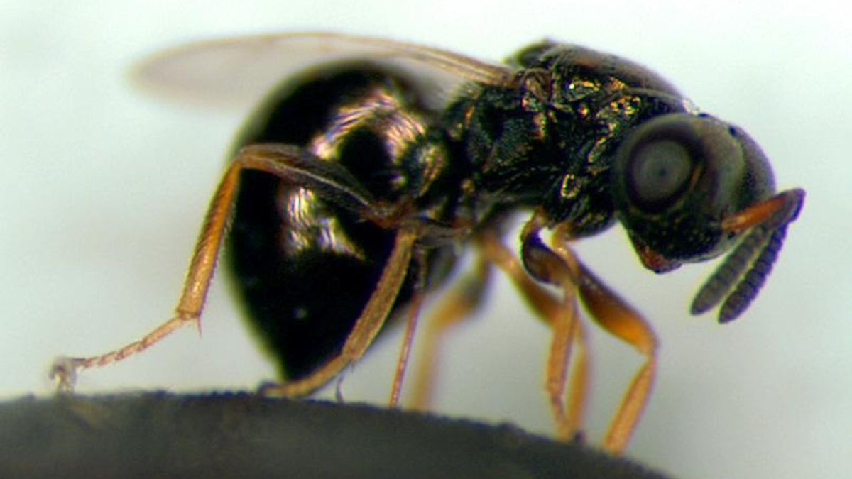 El hito de las avispas joya: son capaces de ralentizar su ritmo biológico de envejecimiento