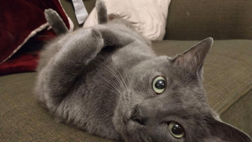 Lo diseñaron para imitar a un gato y han acabado creando un aparato que baja el estrés con solo acariciarlo