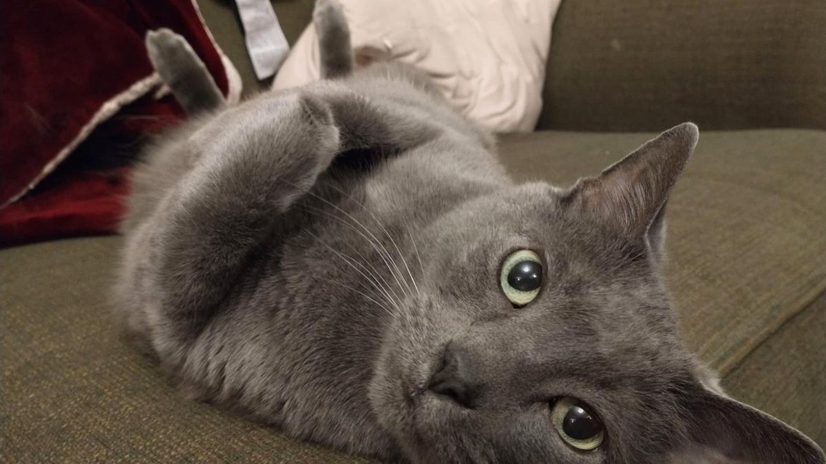 Lo diseñaron para imitar a un gato y han acabado creando un aparato que baja el estrés con solo acariciarlo