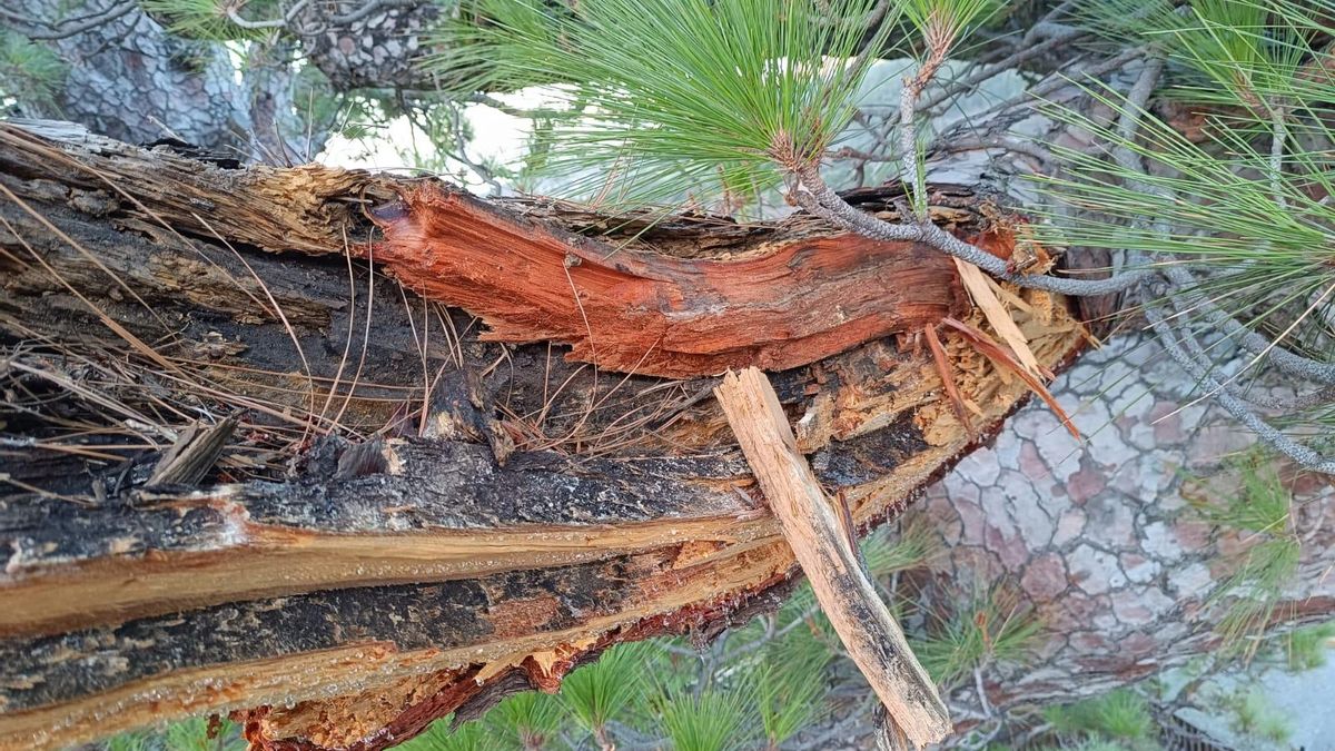 El fuerte viento del pasado septiembre afectó a varias ramas del Pino de La Virgen de El Paso.