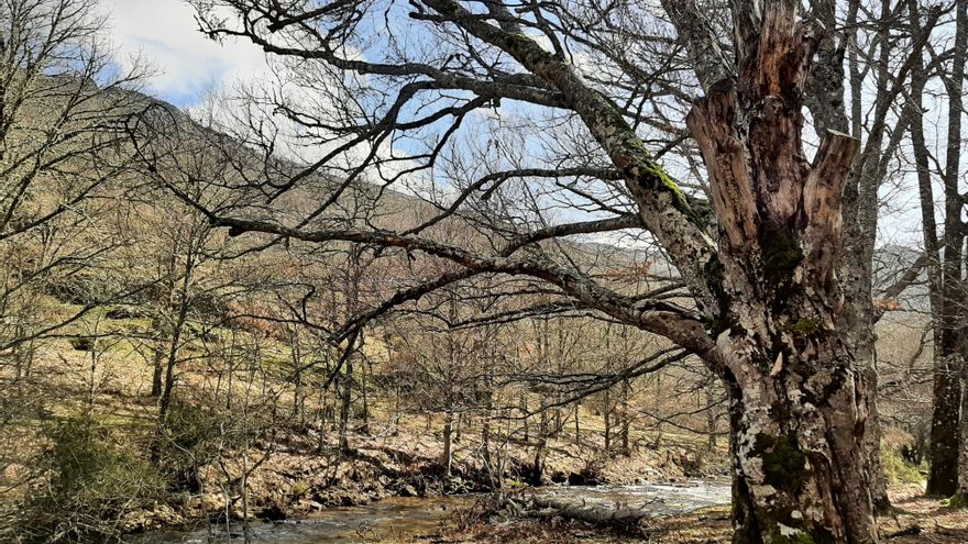 Los seis hayedos españoles Patrimonio Mundial se gestionarán de forma coordinada