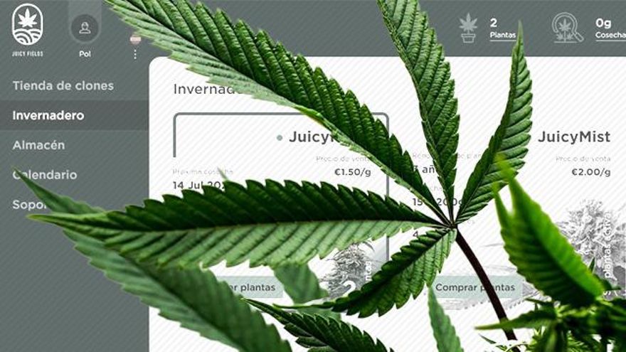 Rentabilidades astronómicas por invertir en cannabis: el turbio negocio de JuicyFields