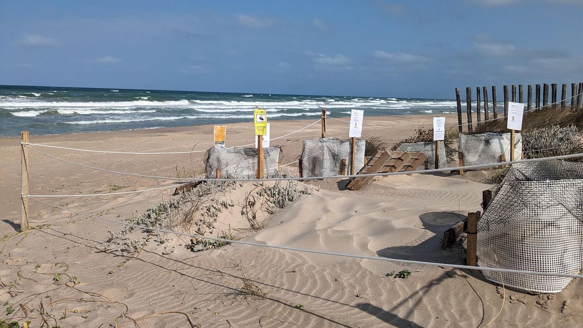 Nidos de tortuga en Parador El Saler