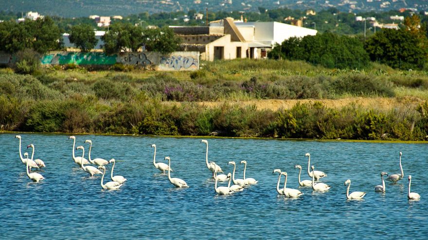 Flamencos en la Ría Formosa, en el Algarve portugués.